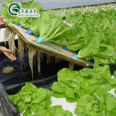 野菜 果物 花 予算に適した農業温室