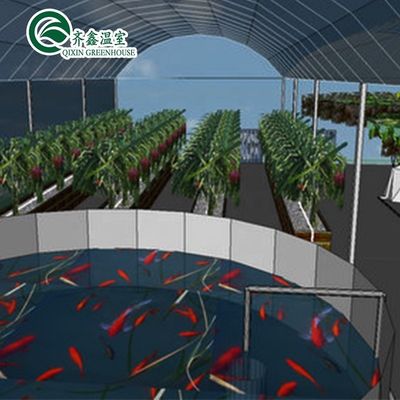 野菜 果物 花 水培システム 多期農業温室 生産量