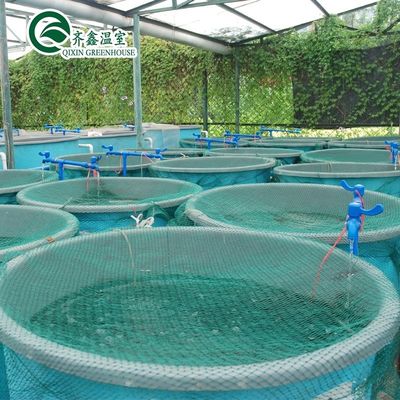 野菜 果物 花 水培システム 多期農業温室 生産量