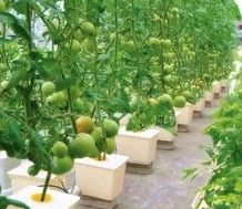 野菜,果物,花の最大成長のための大型水栽培ポンプ