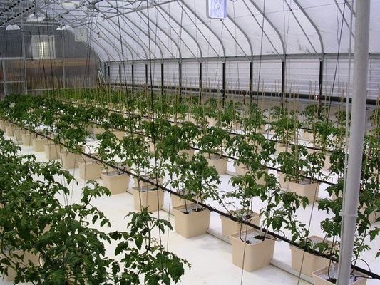 優れた植物成長結果のためのPOフィルム 双層水分培養容器
