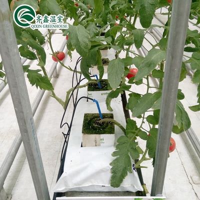 温室用室内水培栽培システム